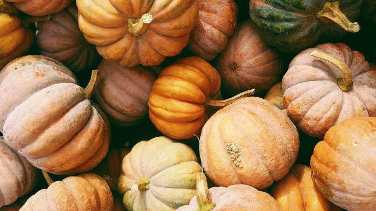 Cristina, calabazas, zapallos